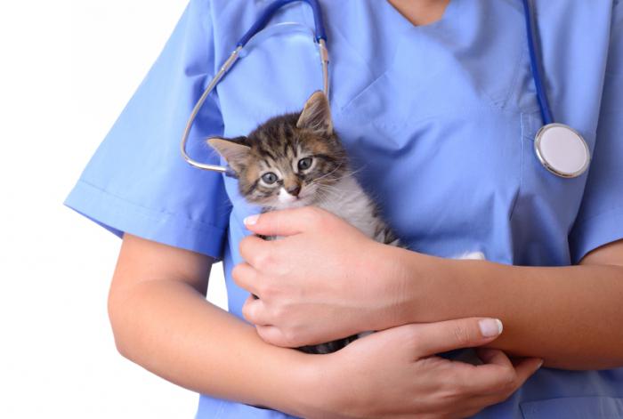 Smolensk. Κτηνιατρική κλινική - βοήθεια κατοικίδια ζώα