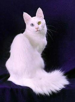 Αγκώρας από την Τουρκία - γάτα με θαυμάσια ομορφιά