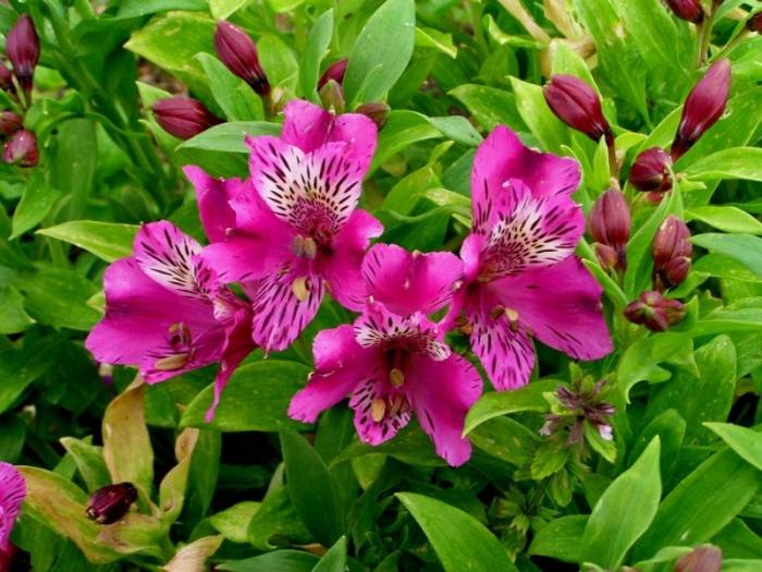 Λουλούδια Alstroemeria - διακόσμηση για τον κήπο σας