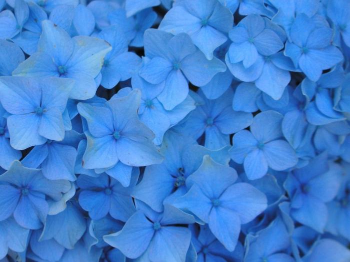 Ένα λουλούδι με μπλε λουλούδια - ένας μικρός ουρανός στο κρεβάτι σας