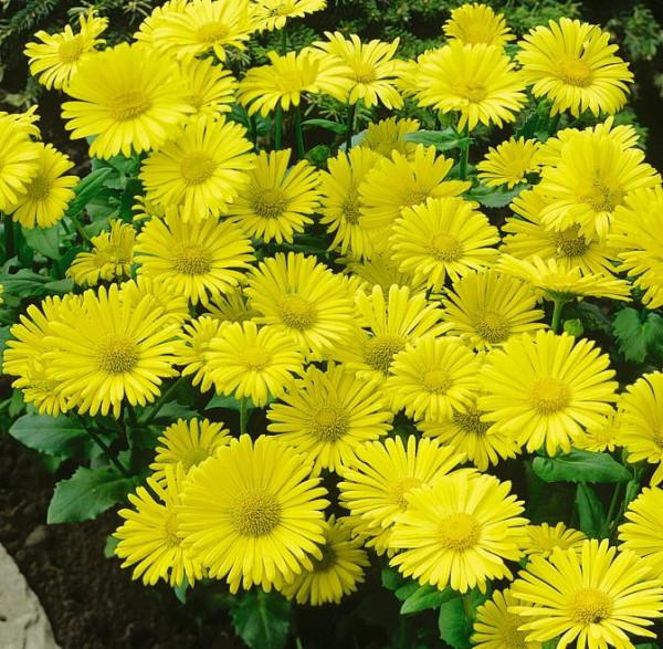 κίτρινα λουλούδια πολυετή
