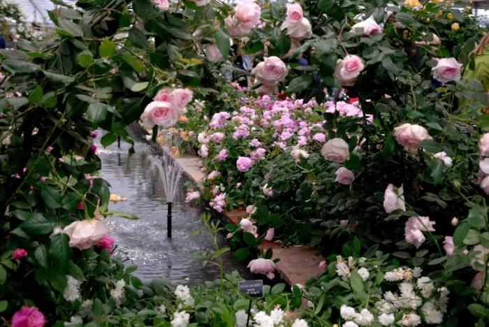 Roses Austin - λουλούδια αγγλικής προέλευσης