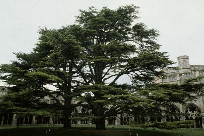 Οικόσημο του Λιβάνου. Τι δέντρο απεικονίζεται στα χέρια του Λιβάνου;
