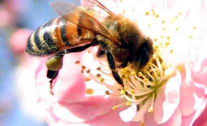Μέλισσα άγρια ​​ή οικιακή. Μέλι Μέλισσα: Είδος