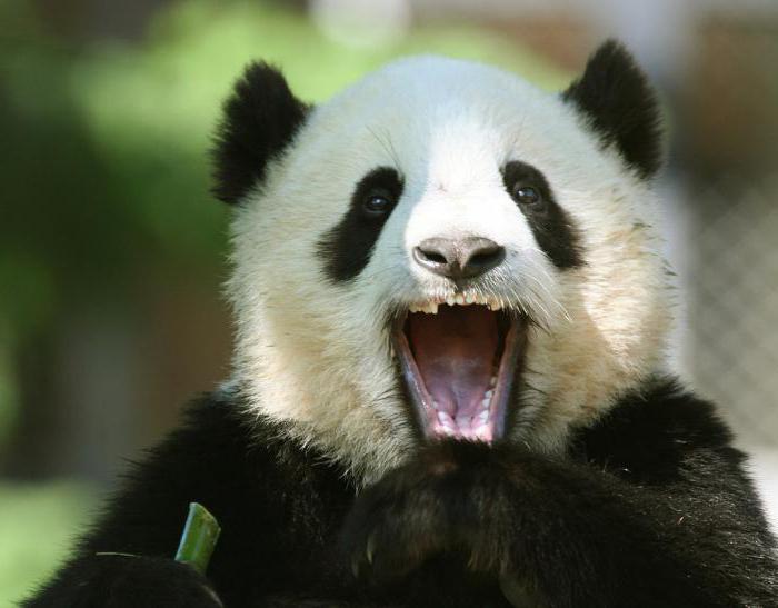 Πόσα δόντια έχει ένα μεγάλο και μικρό panda;