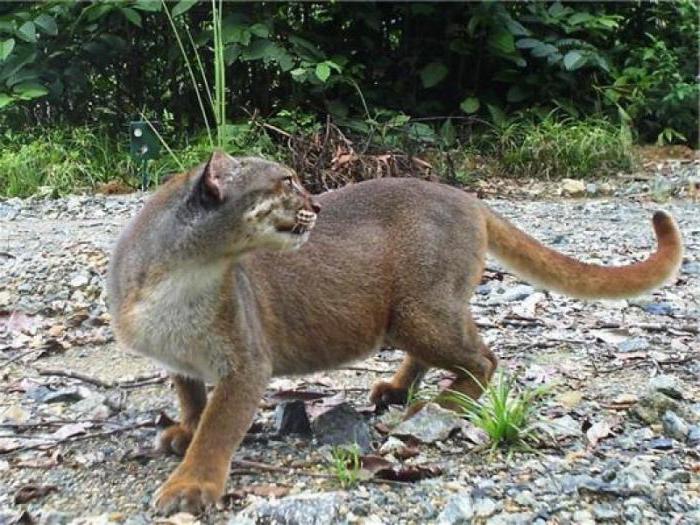 Μυστηριώδης και σπάνια γάτα Καλιμαντάν: φωτογραφία, περιγραφή, περιοχή