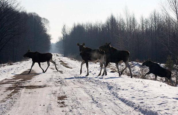 Ζώα του Τσερνομπίλ: Η ζωή μετά την καταστροφή