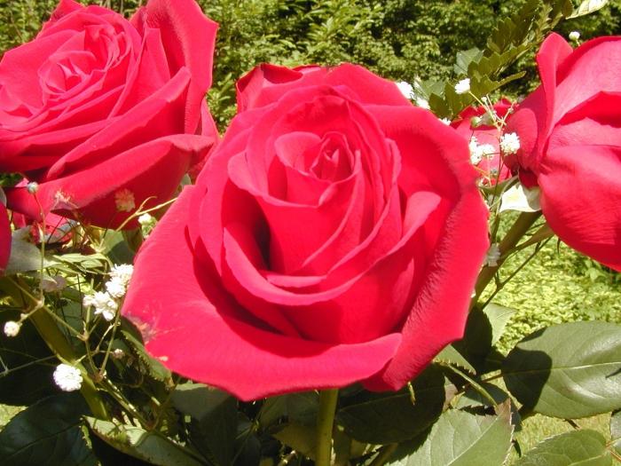 Η έννοια του χρώματος των τριαντάφυλλων, ή πώς να επιλέξετε το σωστό δώρο