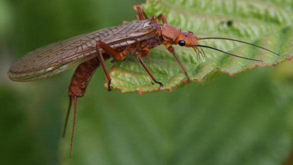 Έντομα με ατελές μετασχηματισμό περιλαμβάνουν τα έντομα;