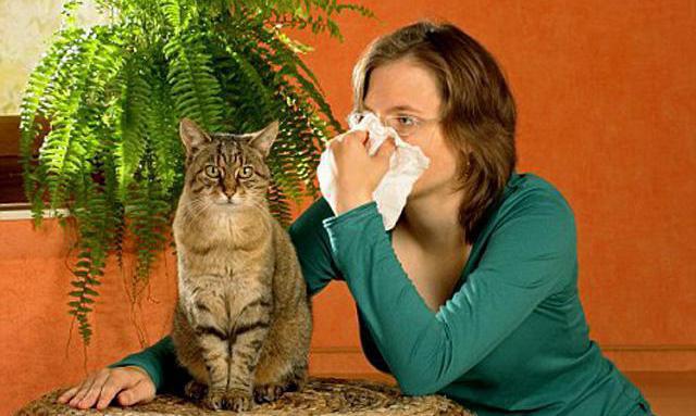 αλλεργία στα συμπτώματα των τριχών των ζώων 